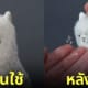 ขวดสเปรย์แอลกอฮอล์อัลปาก้าพ่นน้ำลาย