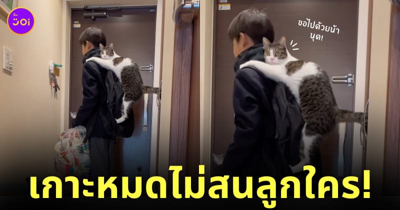 น้องแมวชอบตามออกจากบ้าน