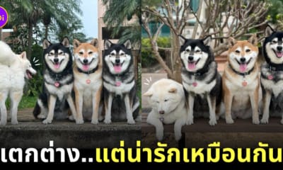 หมาชิบะญี่ปุ่น โพสท่าต่างจากเพื่อน