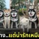หมาชิบะญี่ปุ่น โพสท่าต่างจากเพื่อน