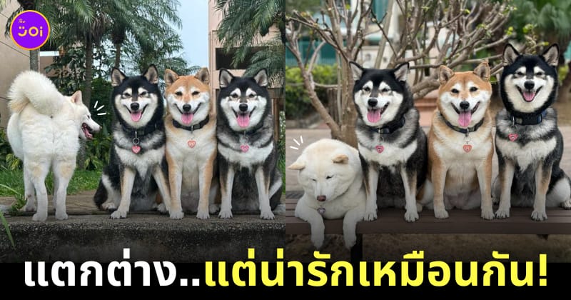 หมาชิบะญี่ปุ่น โพสท่าต่างจากเพื่อน