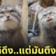 แมวพัลลัสญี่ปุ่น หน้าตึงพร้อมบวก