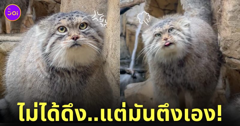 แมวพัลลัสญี่ปุ่น หน้าตึงพร้อมบวก