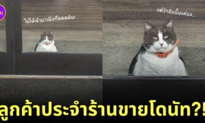 โอรีโอ แมวเหมียว หน้าร้านโดนัท