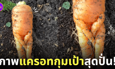 ภาพแครอทกุมเป้า ญี่ปุ่น