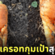 ภาพแครอทกุมเป้า ญี่ปุ่น