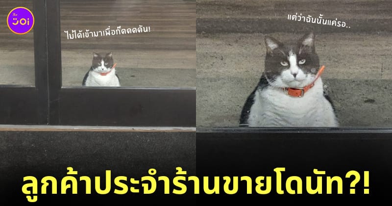 โอรีโอ แมวเหมียว หน้าร้านโดนัท