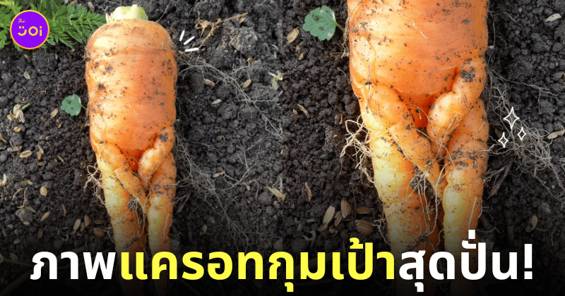 ภาพแครอทกุมเป้า ญี่ปุ่น