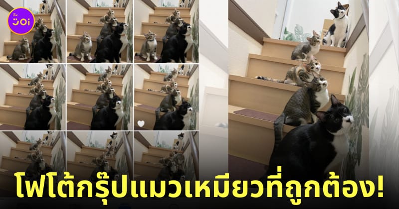 รูปถ่ายแมวหมู่เอียงคอพร้อมกัน