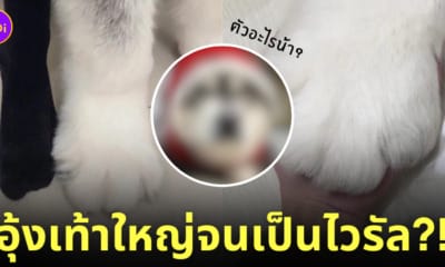 สาวโพสต์รูปเท้าตัวเองคู่กับอุ้งเท้ามังคุดของสัตว์เลี้ยงที่มีขนาดใหญ่