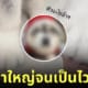 สาวโพสต์รูปเท้าตัวเองคู่กับอุ้งเท้ามังคุดของสัตว์เลี้ยงที่มีขนาดใหญ่
