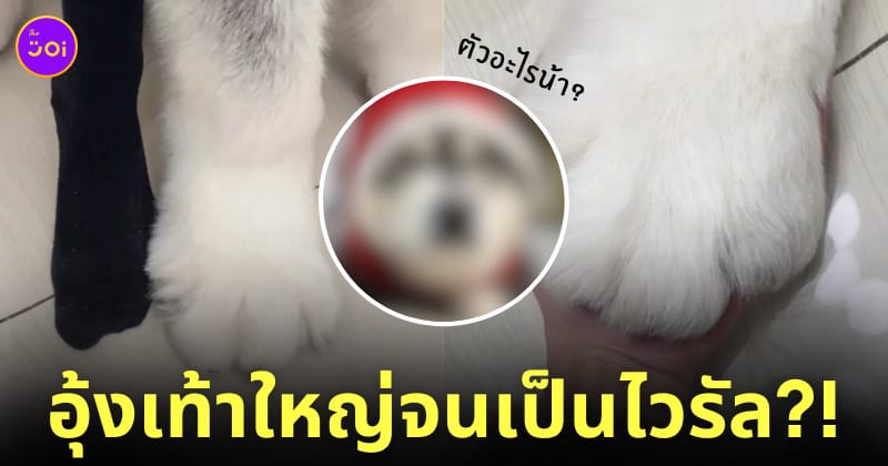 สาวโพสต์รูปเท้าตัวเองคู่กับอุ้งเท้ามังคุดของสัตว์เลี้ยงที่มีขนาดใหญ่