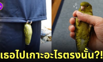 ภาพนกแก้วเกาะคุณเจ้าของในตำแหน่งแปลก ๆ