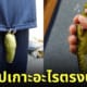 ภาพนกแก้วเกาะคุณเจ้าของในตำแหน่งแปลก ๆ