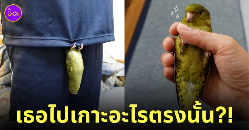 ภาพนกแก้วเกาะคุณเจ้าของในตำแหน่งแปลก ๆ