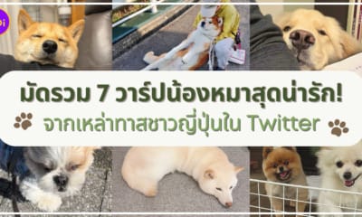 มัดรวม 7 วาร์ปน้องหมาสุดน่ารักจากเหล่าทาสชาวญี่ปุ่นใน Twitter
