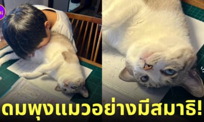 เด็กชายญี่ปุ่น ทาสแมว ดมพุงแมว
