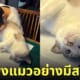 เด็กชายญี่ปุ่น ทาสแมว ดมพุงแมว