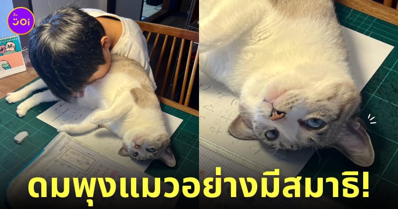เด็กชายญี่ปุ่น ทาสแมว ดมพุงแมว