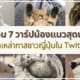 มัดรวม 7 วาร์ปลูกน้องแมวสุดน่ารักจากเหล่าทาสชาวญี่ปุ่นใน Twitter