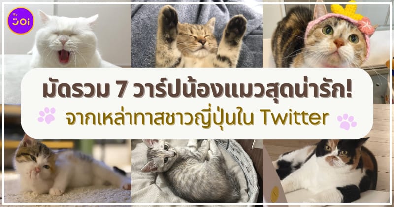 มัดรวม 7 วาร์ปลูกน้องแมวสุดน่ารักจากเหล่าทาสชาวญี่ปุ่นใน Twitter