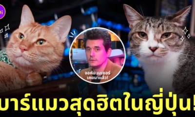 Bar Cats in the Box บาร์แมวในญี่ปุ่น