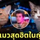 Bar Cats in the Box บาร์แมวในญี่ปุ่น