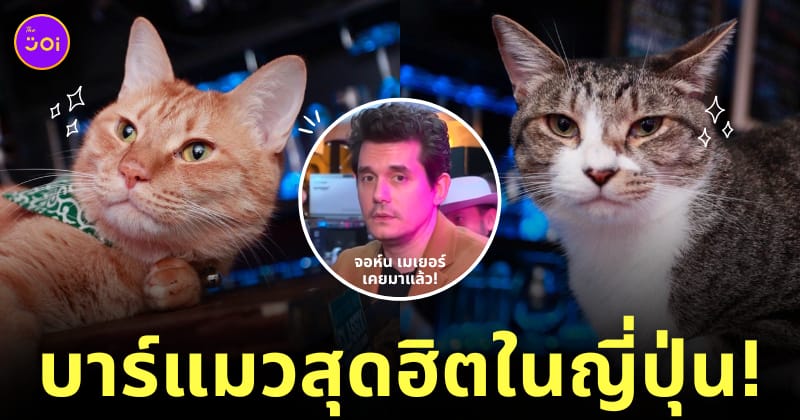 Bar Cats in the Box บาร์แมวในญี่ปุ่น
