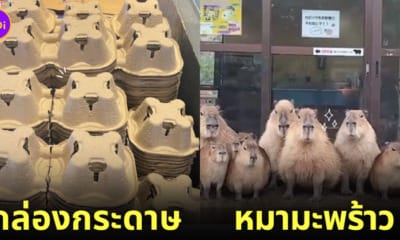 กล่องกระดาษเหมือนหมามะพร้าว คาปิบาร่า capybara