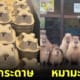 กล่องกระดาษเหมือนหมามะพร้าว คาปิบาร่า capybara