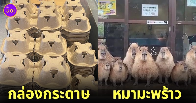 กล่องกระดาษเหมือนหมามะพร้าว คาปิบาร่า capybara
