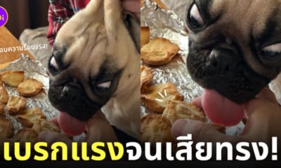 ภาพน้องหมาปั๊กที่ถูกเจ้าของเบรกการกินคุกกี้ที่เพิ่งอบเสร็จเพราะมันร้อน