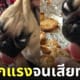 ภาพน้องหมาปั๊กที่ถูกเจ้าของเบรกการกินคุกกี้ที่เพิ่งอบเสร็จเพราะมันร้อน