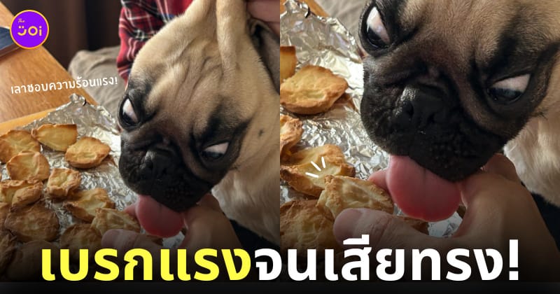 ภาพน้องหมาปั๊กที่ถูกเจ้าของเบรกการกินคุกกี้ที่เพิ่งอบเสร็จเพราะมันร้อน