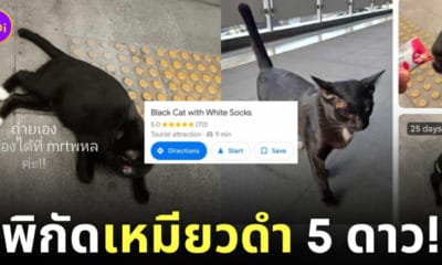 พิกัดแมวดำ MRT พหลโยธิน black cat with white socks