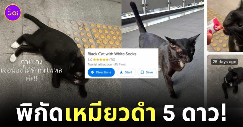 พิกัดแมวดำ MRT พหลโยธิน black cat with white socks