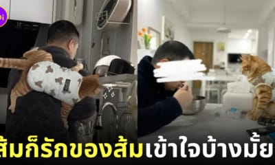 ภาพแมวส้มขโมยสามีทาส