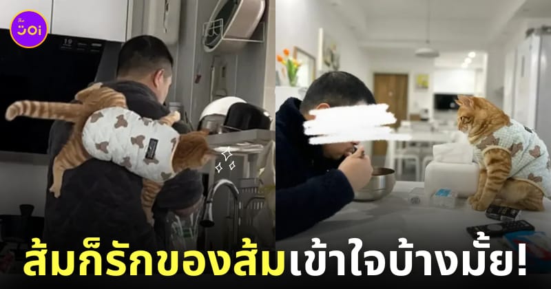 ภาพแมวส้มขโมยสามีทาส