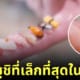 ซูชิเล็กที่สุดในโลก