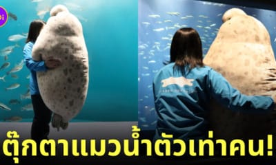 ตุ๊กตาแมวน้ำยักษ์ ตุ๊กตาอุ๋ง พิพิธภัณฑ์สัตว์น้ำชิโกกุ ญี่ปุ่น Shikoku Aquarium