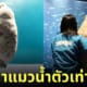 ตุ๊กตาแมวน้ำยักษ์ ตุ๊กตาอุ๋ง พิพิธภัณฑ์สัตว์น้ำชิโกกุ ญี่ปุ่น Shikoku Aquarium