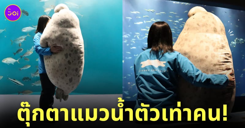 ตุ๊กตาแมวน้ำยักษ์ ตุ๊กตาอุ๋ง พิพิธภัณฑ์สัตว์น้ำชิโกกุ ญี่ปุ่น Shikoku Aquarium