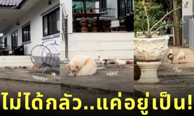 คลิปน้องเป็ดแสนรู้เดินผ่านหมา TikTok