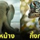 aiart ภาพสัตว์โลกที่ผสมข้ามสายพันธุ์กัน (Animal Hybrids)