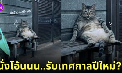 แมวยักษ์ แมวอ้วน แมวญี่ปุ่น จิบิจัง