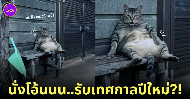 แมวยักษ์ แมวอ้วน แมวญี่ปุ่น จิบิจัง