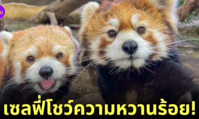 แพนด้าแดง ถ่ายเซลฟี่