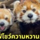 แพนด้าแดง ถ่ายเซลฟี่