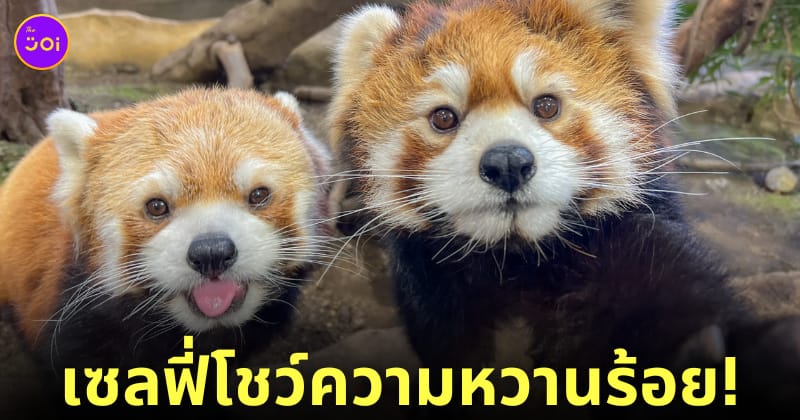 แพนด้าแดง ถ่ายเซลฟี่