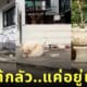 คลิปน้องเป็ดแสนรู้เดินผ่านหมา TikTok